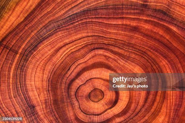 wood pattern - tree ring stock pictures, royalty-free photos & images