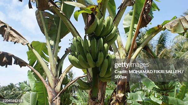 low angle view of banana tree,malaysia - unripe stock pictures, royalty-free photos & images