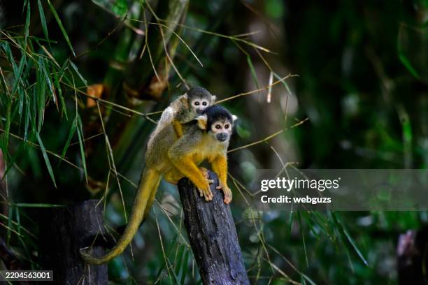 squirrel monkey with a baby on its back, perching on a tree stump - amazon rainforest stock pictures, royalty-free photos & images