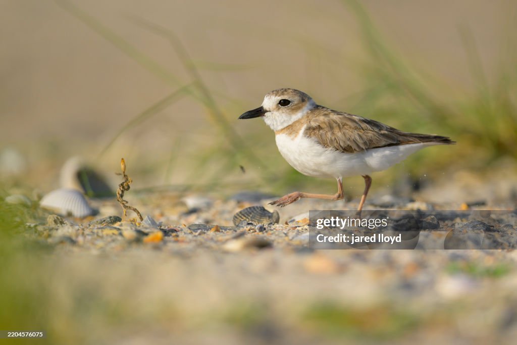 A Wilson's Plover on a shell covered beach
