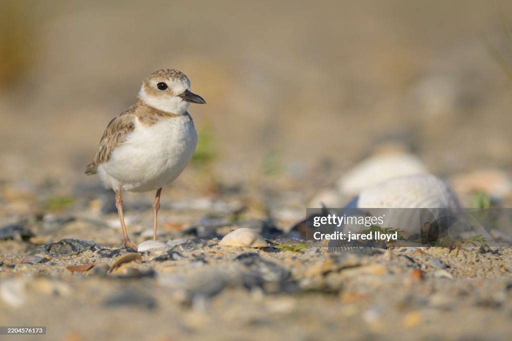 A Wilson's Plover standing next to seashells in an overwash on the beach