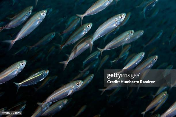 bigeye scad and false herring school. - school met vissen stockfoto's en -beelden