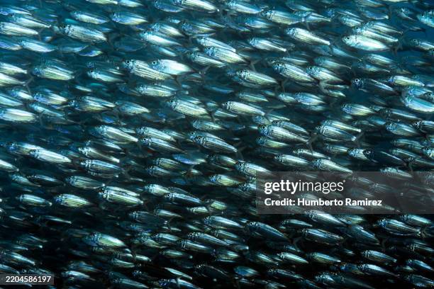 false herring school. - fonds marins photos et images de collection