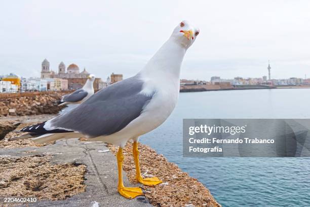 close-up of a seagull looking at the camera - seagull stock pictures, royalty-free photos & images