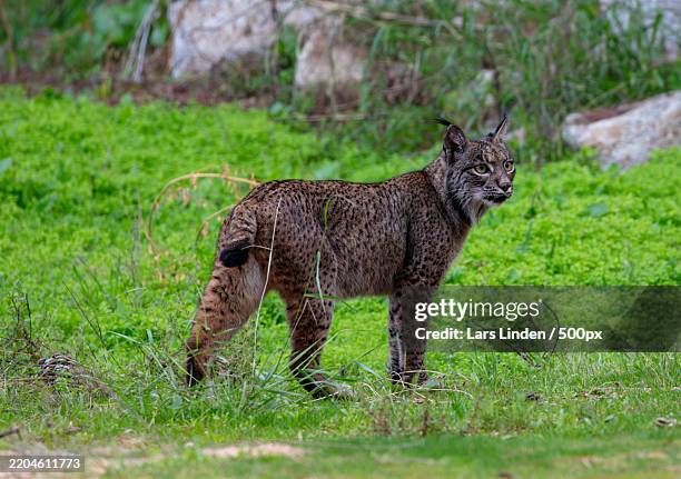 full length of hyena standing on field - lynx in a tree stock pictures, royalty-free photos & images
