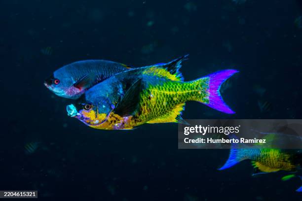 creole wrasses - creole wrasse stock pictures, royalty-free photos & images