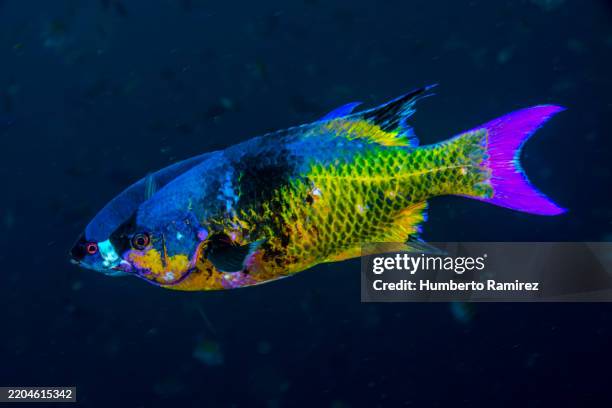 creole wrasses - creole wrasse stock pictures, royalty-free photos & images