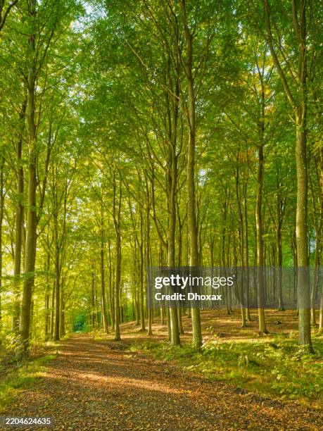 sentiero boscoso sereno sotto il sole primaverile con faggi danesi - albero deciduo foto e immagini stock