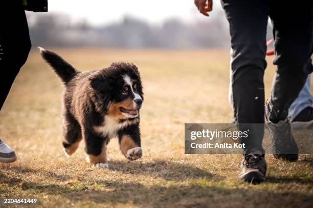 happy bernese mountain dog puppy on a walk with his owner - cane di razza foto e immagini stock