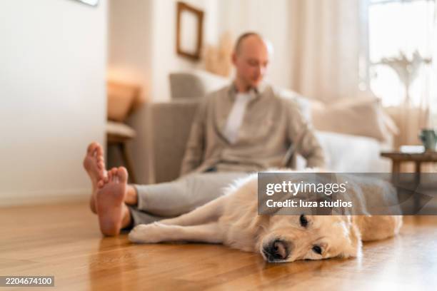 relaxed golden retriever lying on wooden floor in cozy home interior - sitting on ground stock pictures, royalty-free photos & images