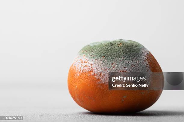 moldy orange fruit on white background - mofo imagens e fotografias de stock