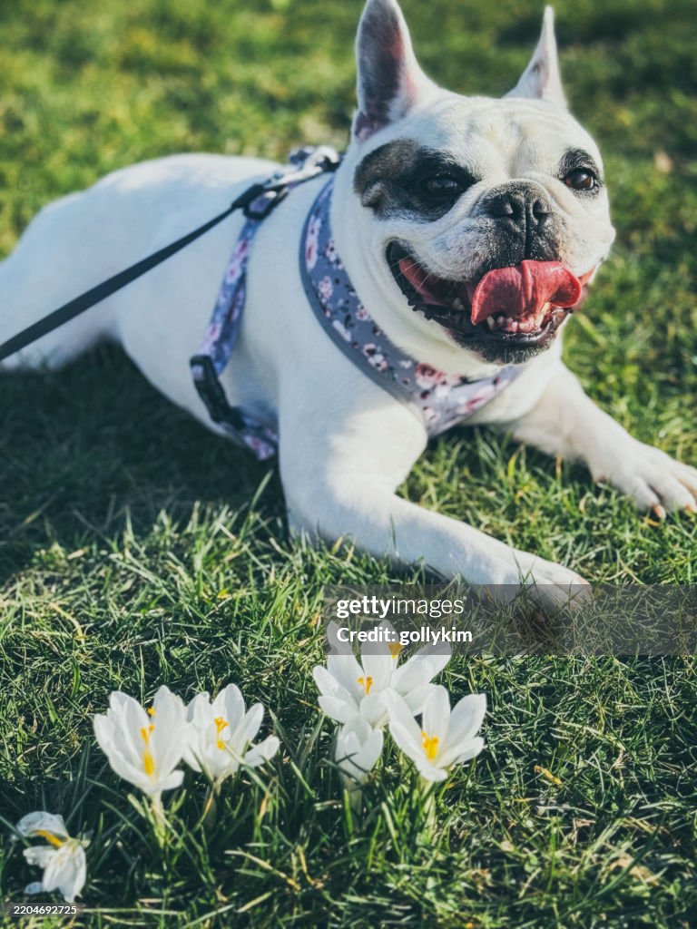 Frenchie Dog Resting Among Spring Blooming Crocuses