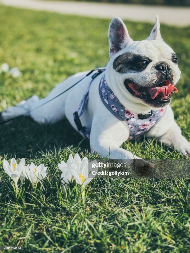 Frenchie Dog Resting Among Spring Blooming Crocuses