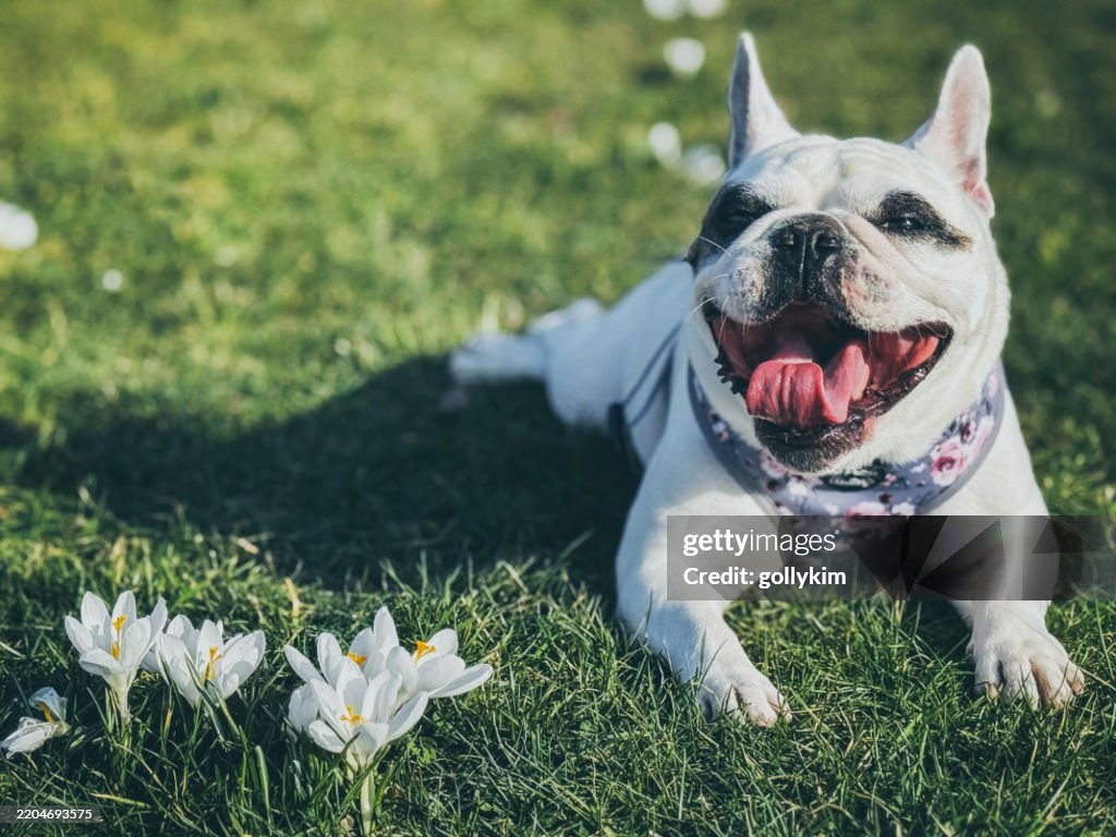 Frenchie Dog Resting Among Spring Blooming Crocuses