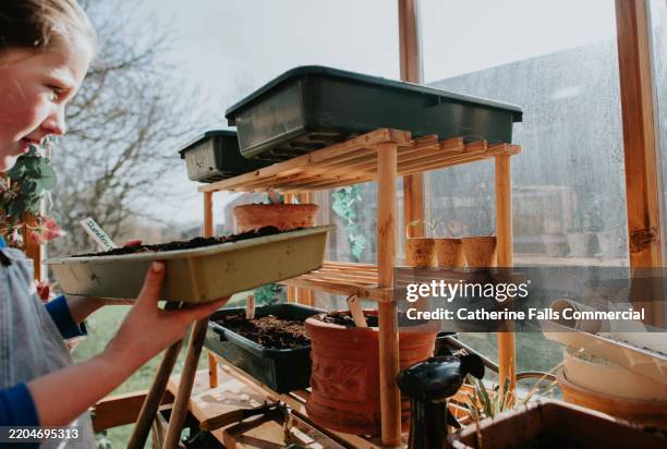 a child slots a seed tray into a wooden shelf in a sunny greenhouse - plant part stock pictures, royalty-free photos & images