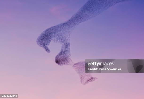 starling murmuration - stormo-di-uccelli foto e immagini stock