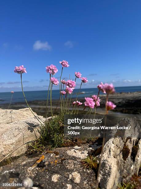 close-up of pink flowering plants against sea,cornwall,united kingdom,uk - warren peace stock pictures, royalty-free photos & images
