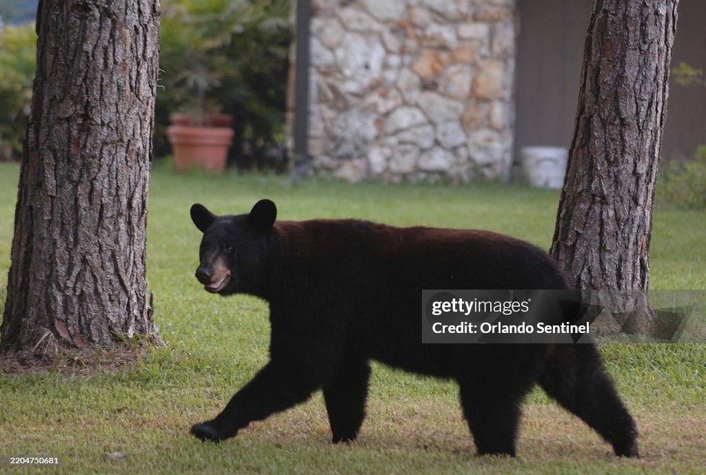 US-NEWS-FLA-BEAR-HUNTING-OS