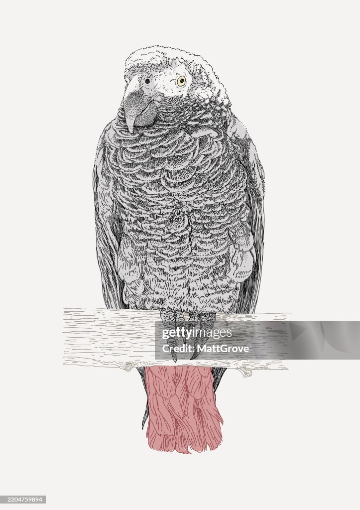 African Grey Parrot