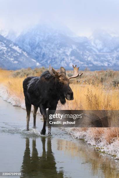 bull moose, alces alces, majestic male animal walking in the river - moose stock pictures, royalty-free photos & images