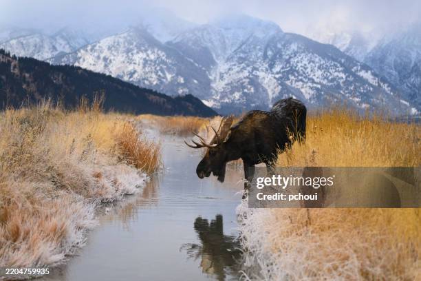 alce toro, alces alces, majestuoso animal macho bebiendo en el río - alce fotografías e imágenes de stock