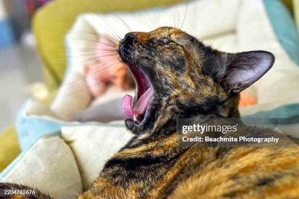 side view of a yawning tortoiseshell cat - sibu sarawak stock pictures, royalty-free photos & images