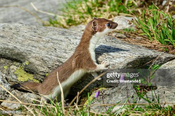 stoat standing on wooden log near grass - weasel stock pictures, royalty-free photos & images