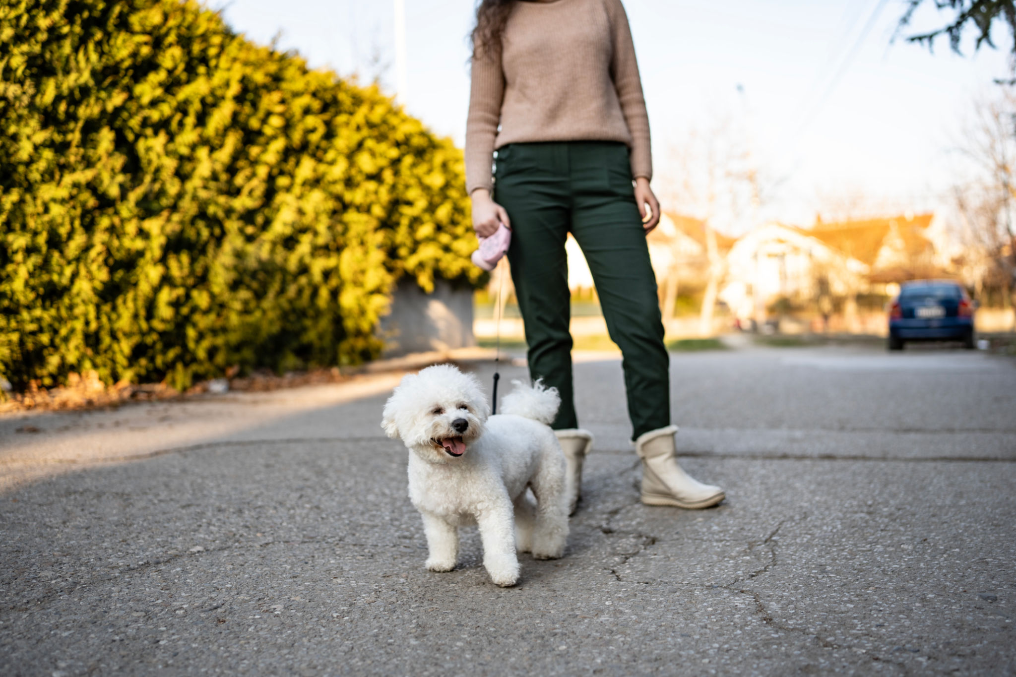 pet socialization