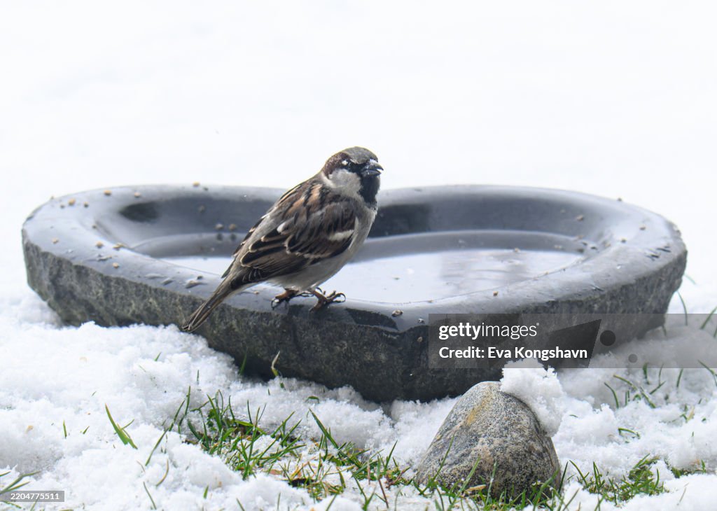 The sparrow is drinking water from the heart shaped water bowl and there is snow on the ground