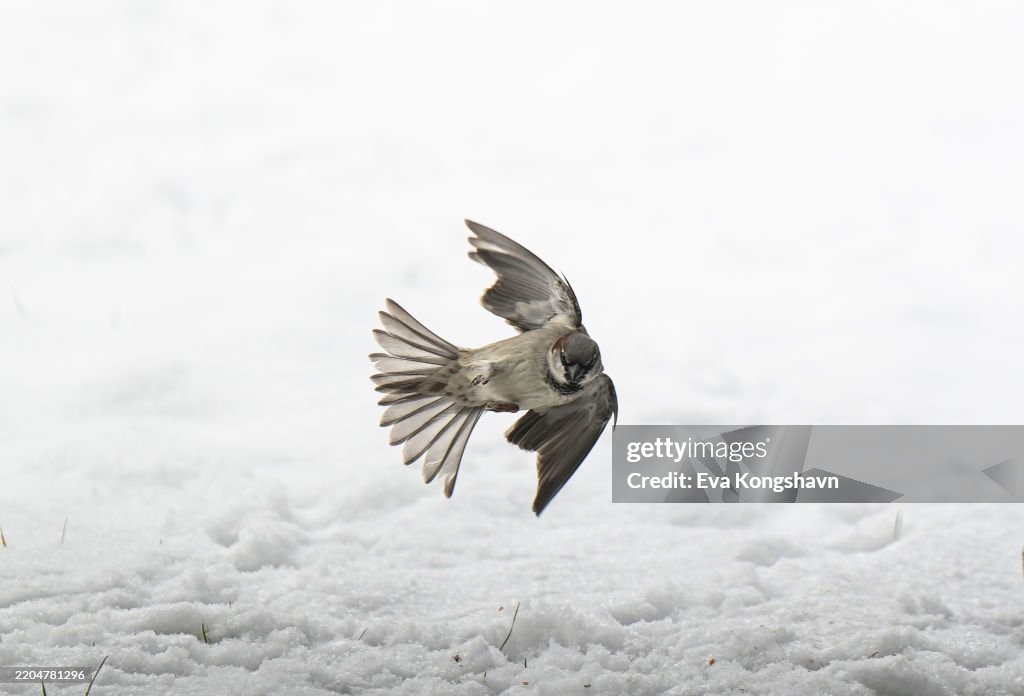 The sparrow comes flying and turns quickly sideways