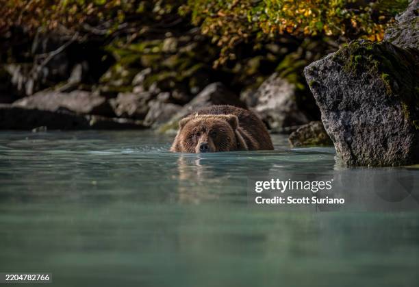 lurking in the shallows - kodiak brown bear stock pictures, royalty-free photos & images