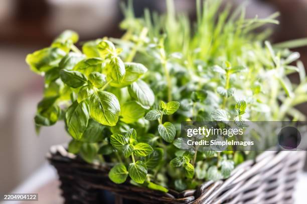 a basket full of cooking herbs including basil, lemon balm, mint and chives - origano foto e immagini stock