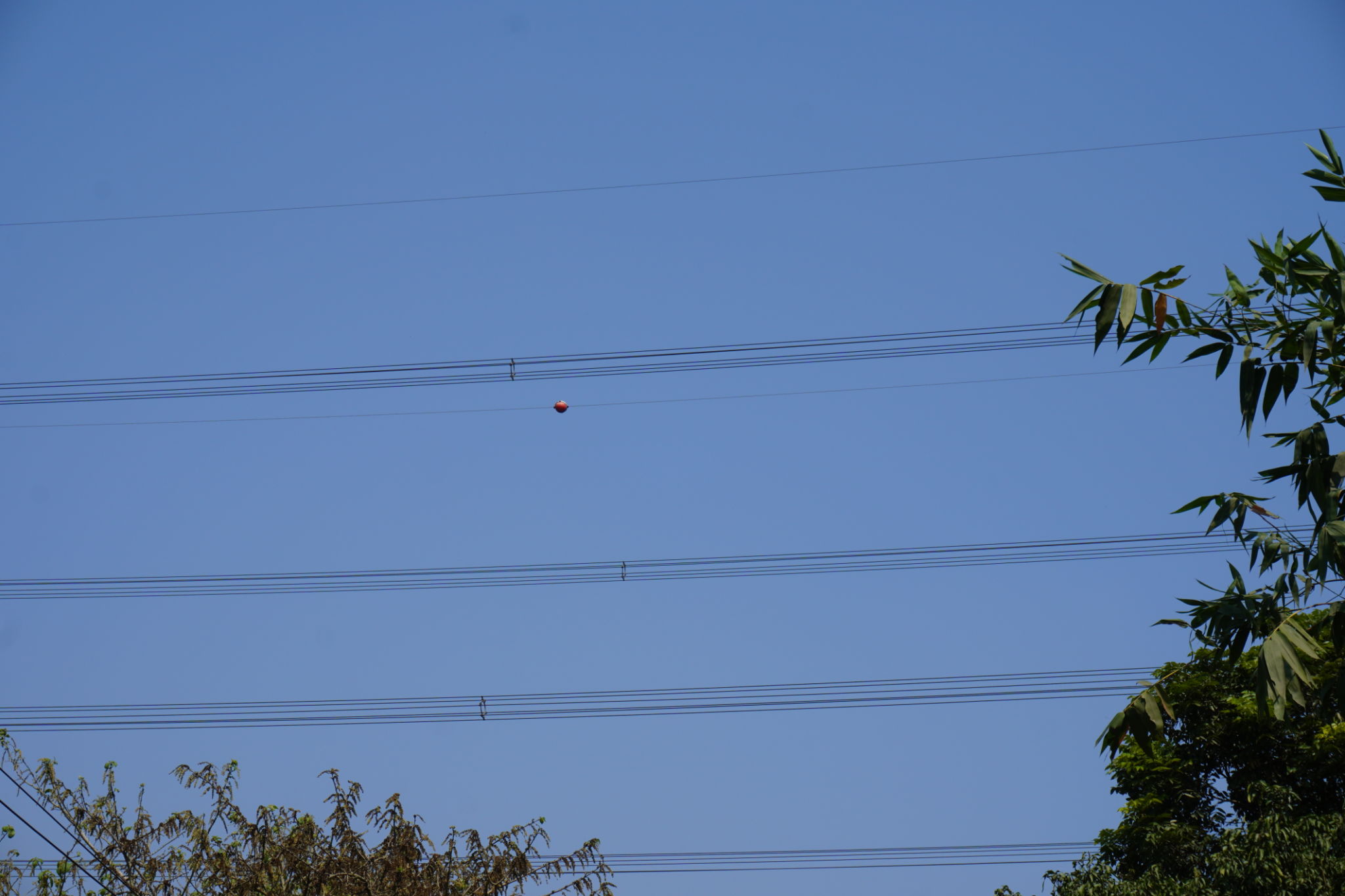 bird diverter