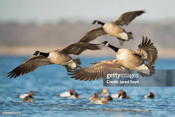canada geese and canvasbacks on chesapeake bay - bando de pássaros imagens e fotografias de stock