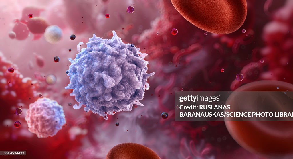 Lymphocytes, illustration