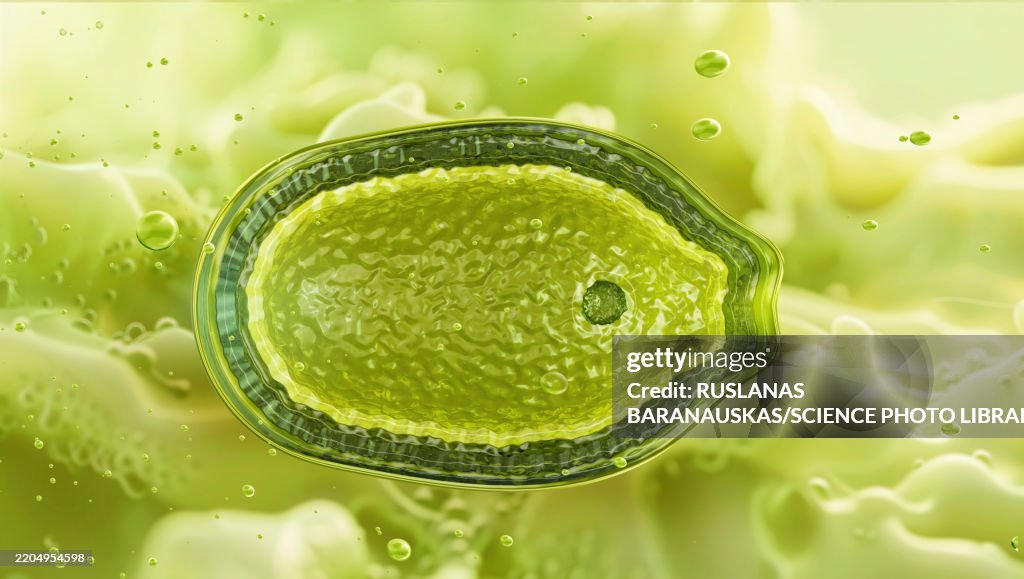 Pandoravirus, illustration