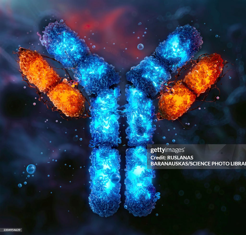 Antibody structure, illustration