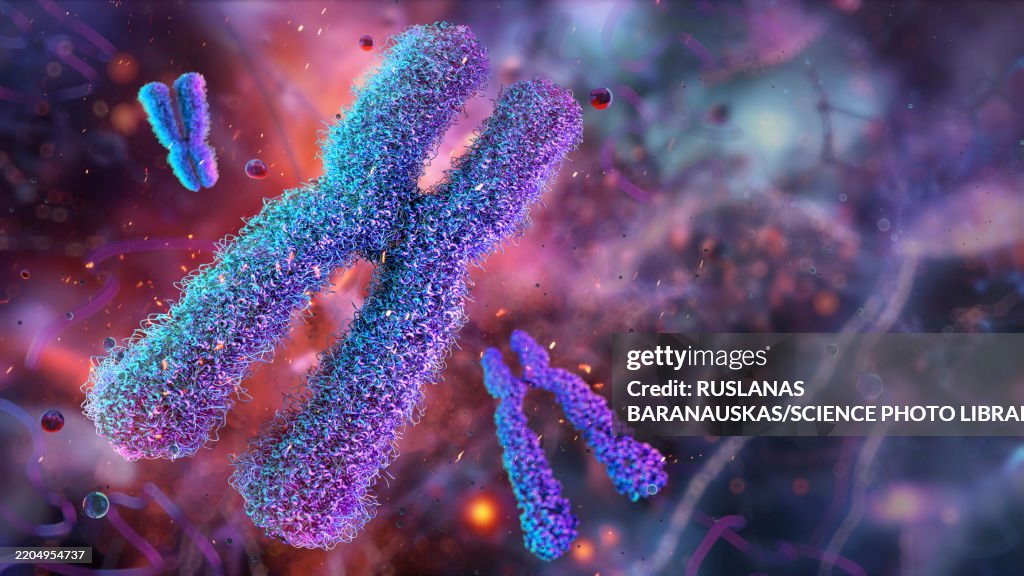 Human chromosomes, illustration