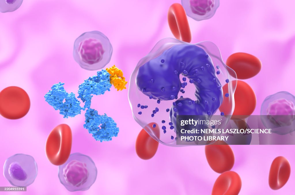 Monoclonal antibody therapy for chronic myeloid leukaemia, illustration