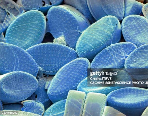 diatoms, sem - electron micrograph plant cell stock pictures, royalty-free photos & images