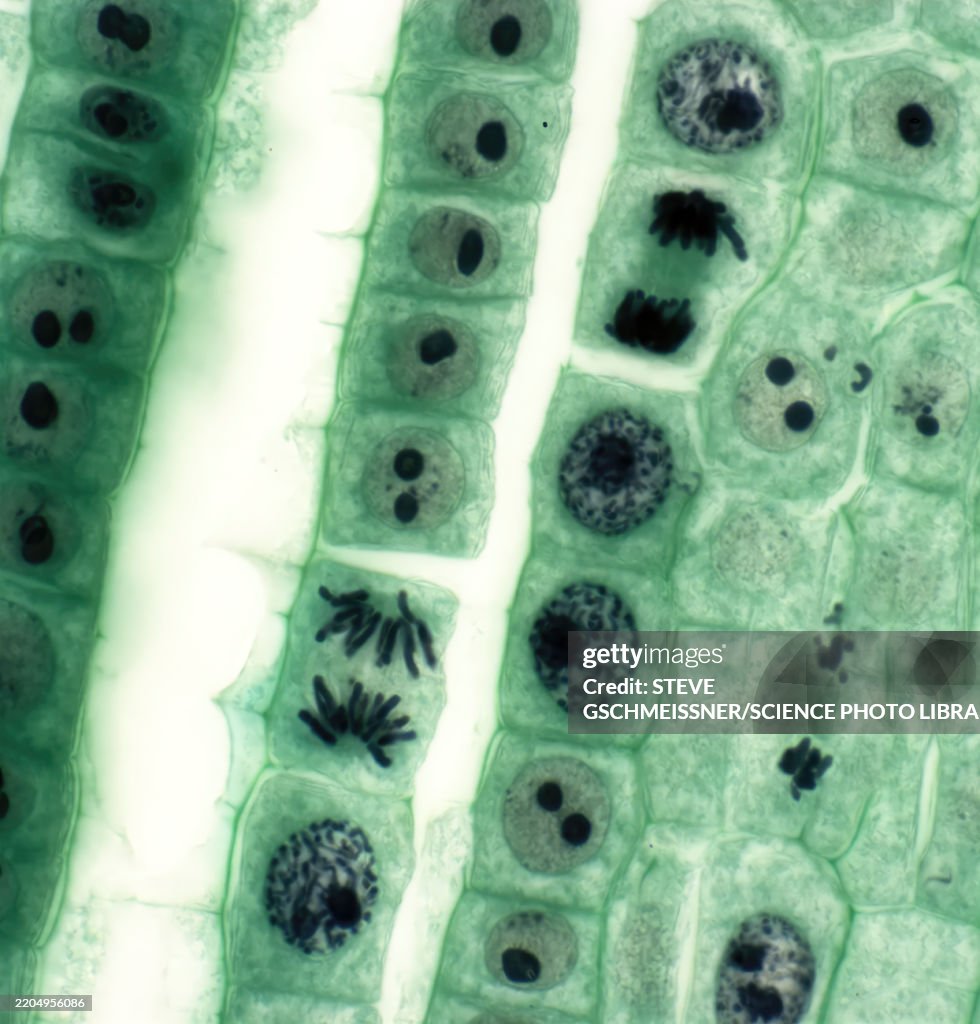 Plant cell mitosis, LM