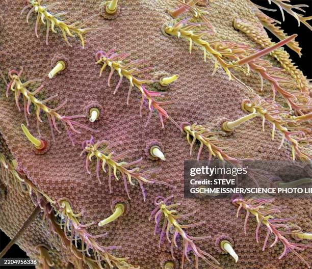 Spring Tails Sem 57 Springtail Stock Photos, High-Res Pictures, and Images - Getty Images