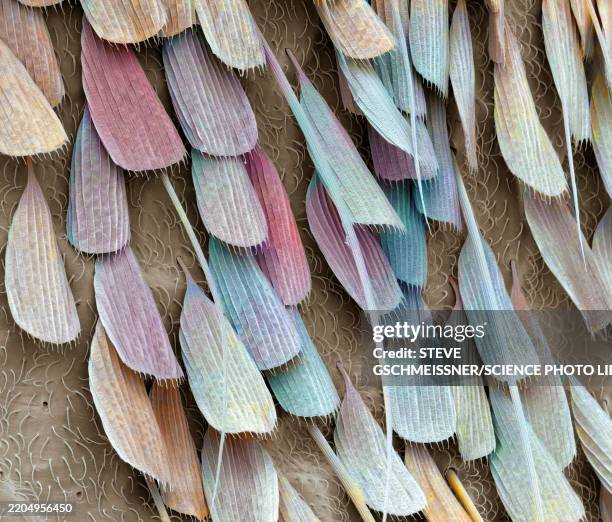 mosquito leg scales, sem - scanning electron microscope stock pictures, royalty-free photos & images