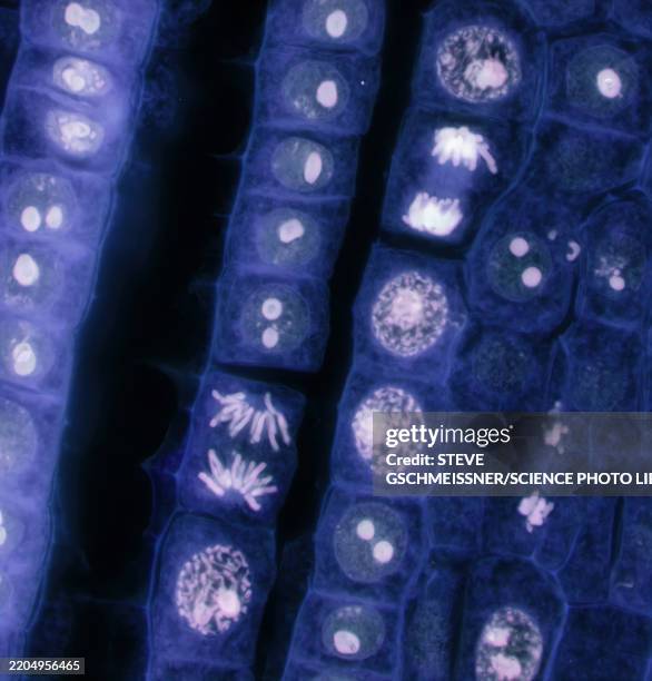 plant cell mitosis, lm - lichtmicroscopische-foto stockfoto's en -beelden