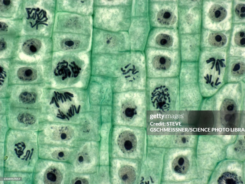 Plant cell mitosis, LM