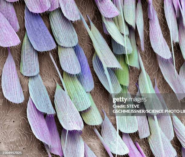 mosquito leg scales, sem - sem stock pictures, royalty-free photos & images