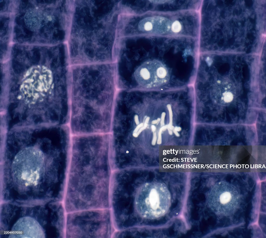 Plant cell mitosis, LM