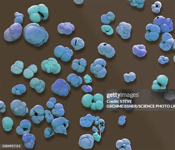 foraminifera, sem - micrografia eletrónica de varrimento imagens e fotografias de stock