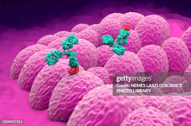 monoclonal antibody therapy for endometrial cancer, illustration - endometrial cancer stock illustrations