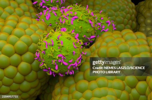 car-t cell therapy for prostate cancer, illustration - chimeric antigen receptor stock illustrations
